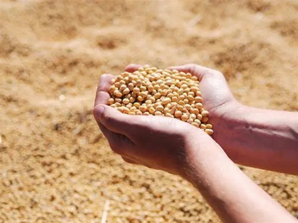 高价收购大豆