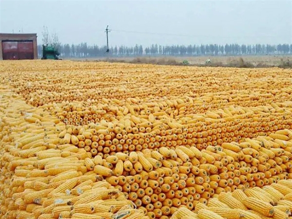 大量收购玉米