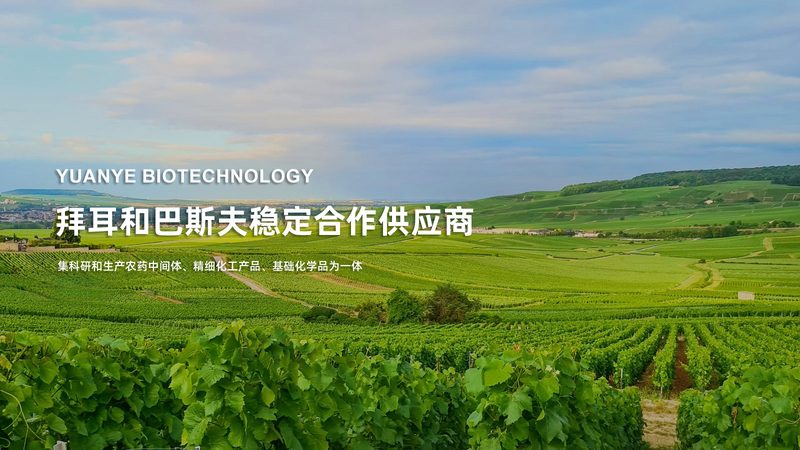 抗体人源化改造：关键步骤与核心方法解析
